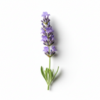 Single stem of lavender on a white background
