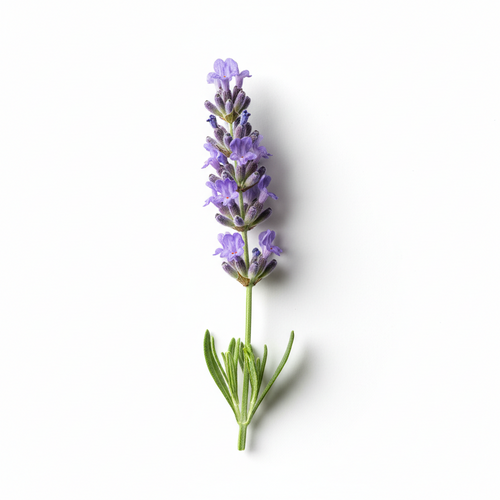 Single stem of lavender on a white background