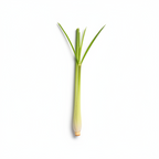 A single fresh lemongrass stem with pale yellow-green tones, positioned horizontally on a clean white background.